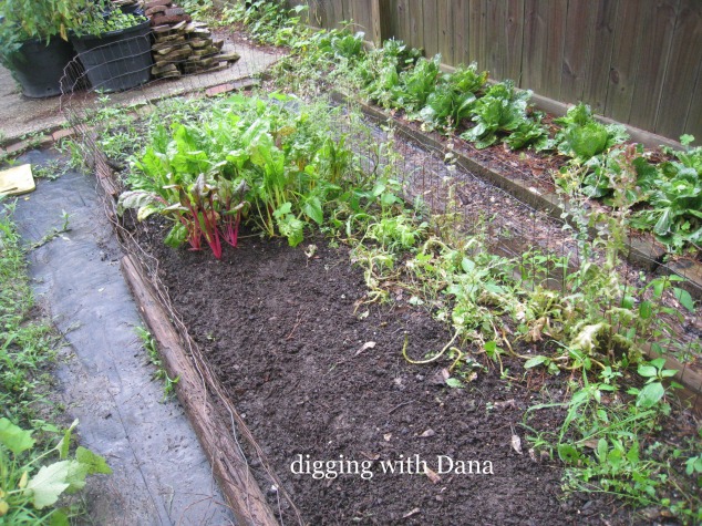 Making progress with my weeding of the lettuce bed